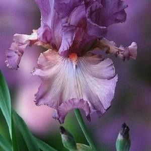 Meet your Posher, Vicki